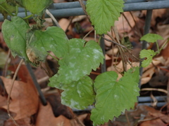 Podosphaera macularis