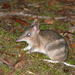 Australian Bandicoots - Photo (c) margot_oorebeek, some rights reserved (CC BY-NC), uploaded by margot_oorebeek