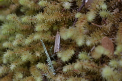 Orocrambus flexuosellus