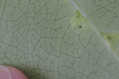 Acalitus intertextus