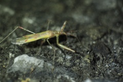 Gorpis japonicus