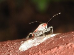 Thunbergia marginata