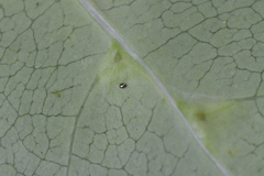 Acalitus intertextus