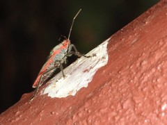Thunbergia marginata