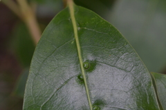 Acalitus intertextus