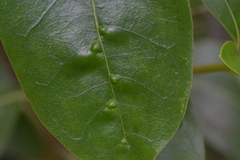 Acalitus intertextus