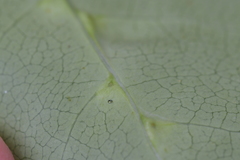 Acalitus intertextus