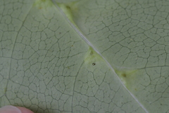 Acalitus intertextus