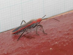 Thunbergia marginata