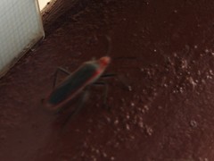 Thunbergia marginata