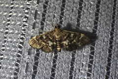 Piletocera sodalis