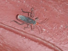 Thunbergia marginata