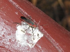 Thunbergia marginata