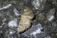 Herpetogramma fuscescens