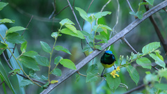 Grewia caffra