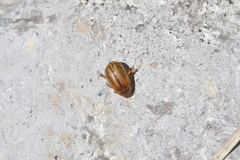 Costelytra