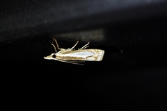 Crambus pseudargyrophorus
