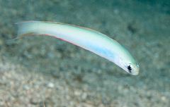 Ptereleotris monoptera