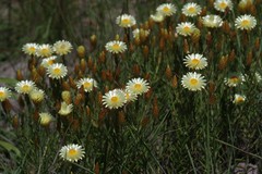 Helichrysum herbaceum