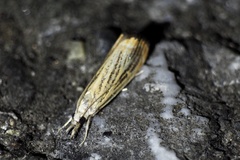 Flavocrambus striatellus