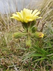 Dolichoglottis lyallii × scorzoneroides