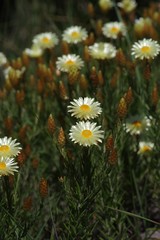 Helichrysum herbaceum