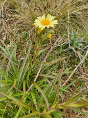 Dolichoglottis lyallii × scorzoneroides