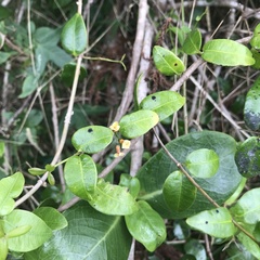 Alyxia stellata