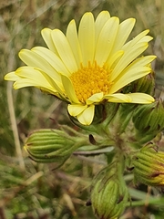 Dolichoglottis lyallii × scorzoneroides