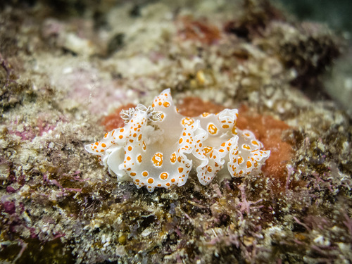 Felimida marislae
