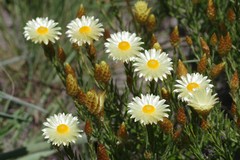 Helichrysum herbaceum