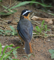 Cossypha heuglini heuglini