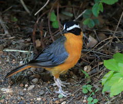 Cossypha heuglini heuglini