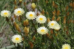 Helichrysum herbaceum