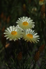 Helichrysum herbaceum
