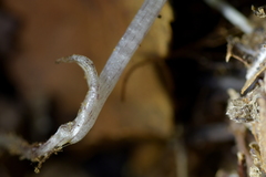 Corybas cryptanthus