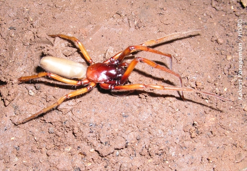 Dysderocrates marani