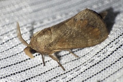 Dendrolimus spectabilis