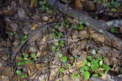Corybas cryptanthus