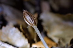 Corybas cryptanthus