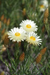 Helichrysum herbaceum