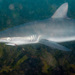 Tiburón Gambuso - Photo (c) Erik Schlogl, algunos derechos reservados (CC BY-NC), subido por Erik Schlogl