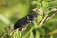 Melanotus punctolineatus