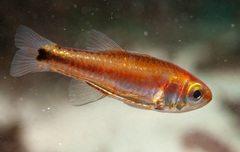 Little Siphonfish photo 4