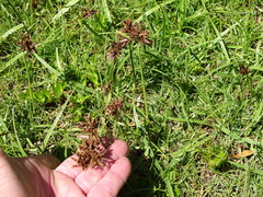 Cyperus nitidus