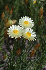 Helichrysum herbaceum