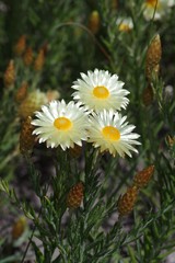 Helichrysum herbaceum