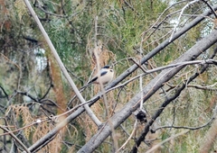 Aegithalos glaucogularis