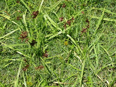 Cyperus nitidus