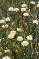 Helichrysum herbaceum